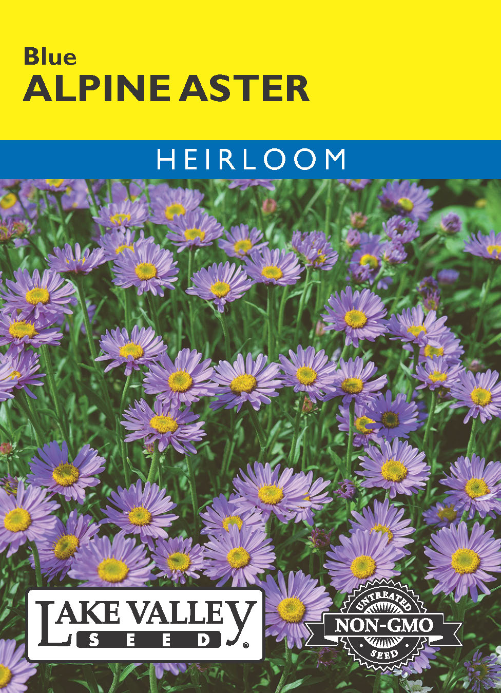 Aster Alpine Blue - Item #423