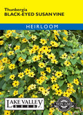 Black Eyed Susan Thunbergia Vine - Item #425