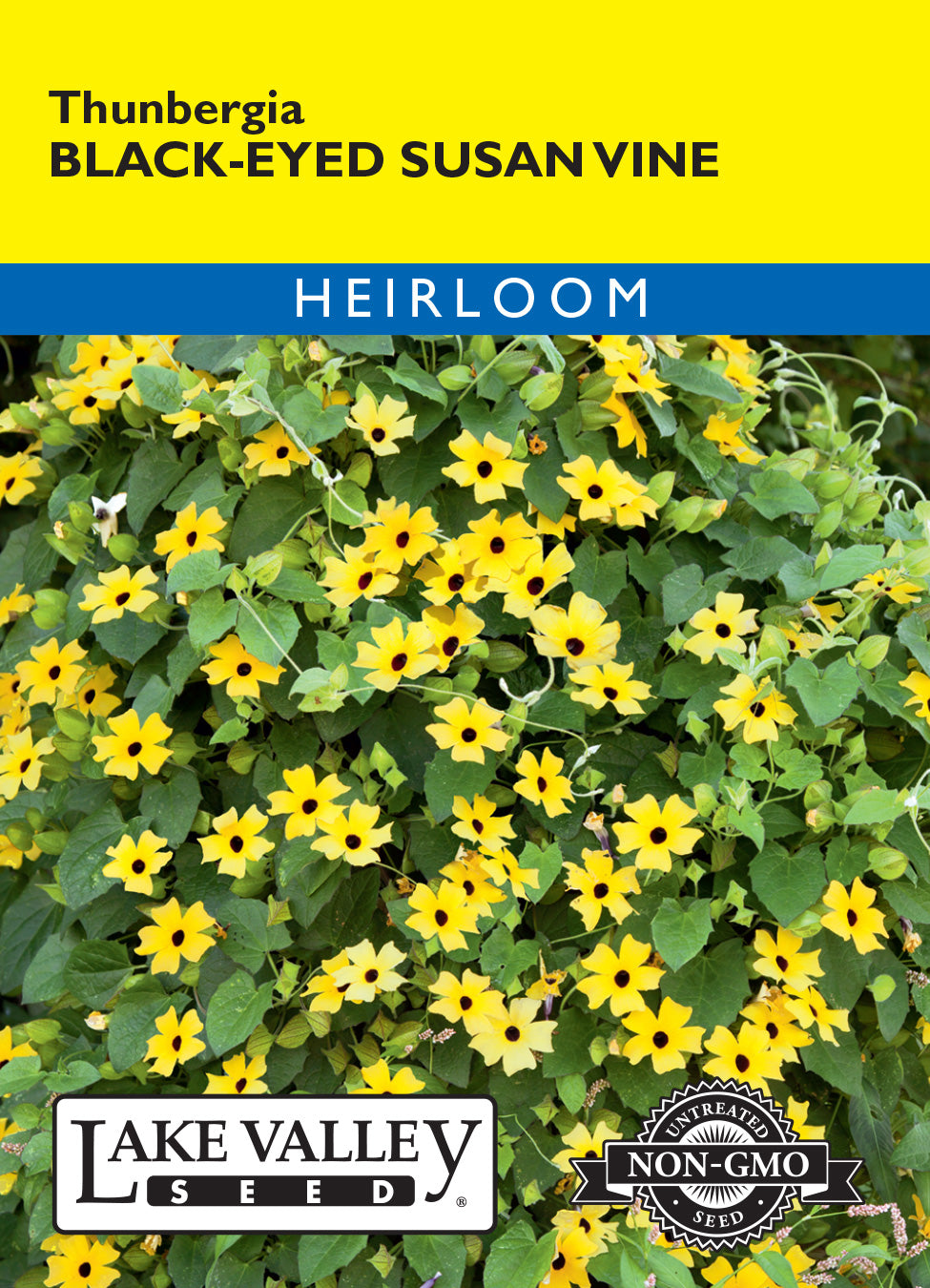 Black Eyed Susan Thunbergia Vine - Item #425