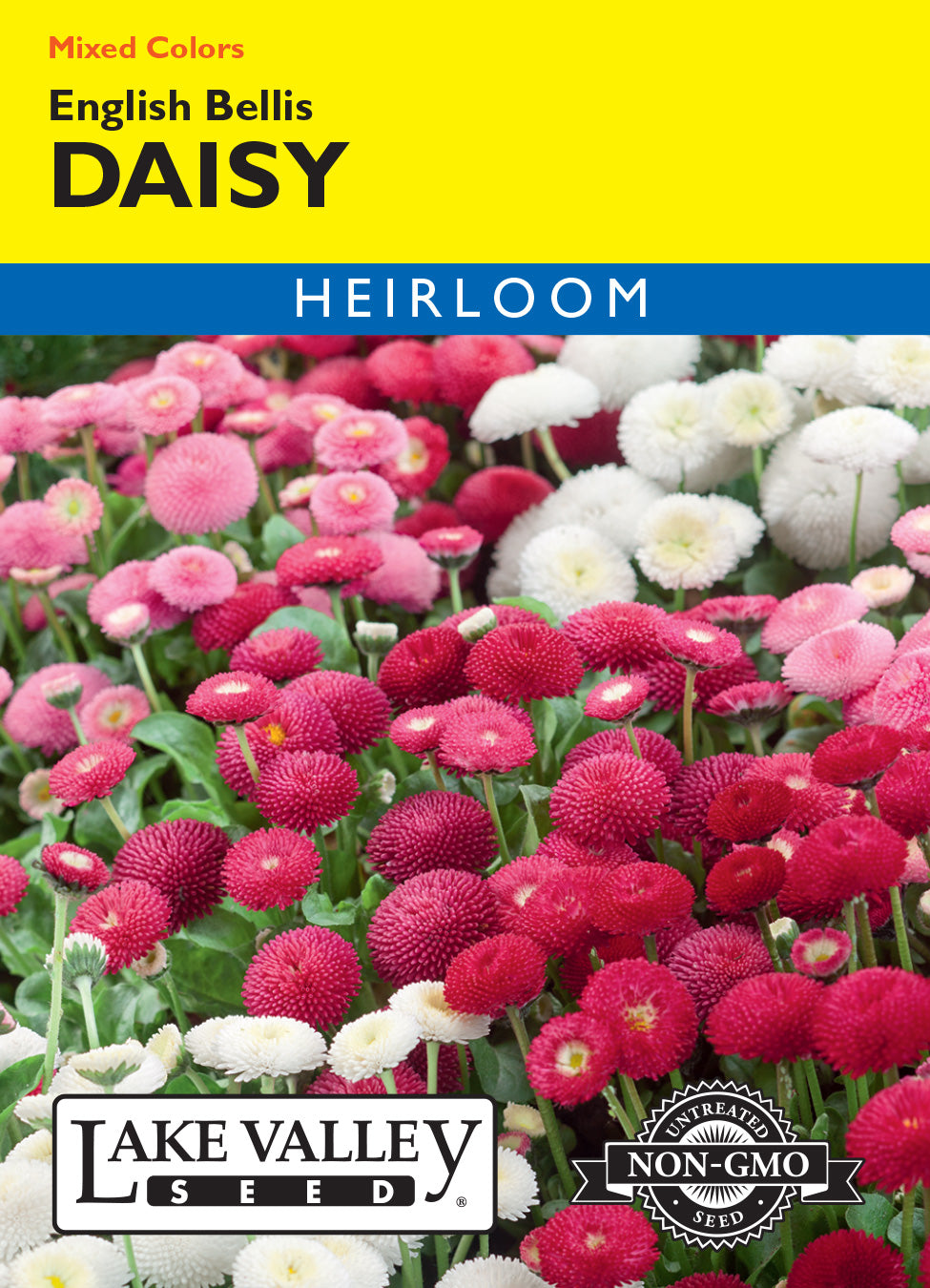 Daisy English Bellis Mixed Colors - Item #431