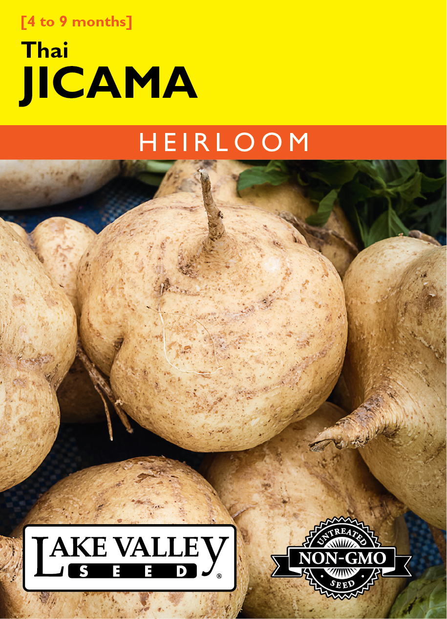 Jicama - Item #4398
