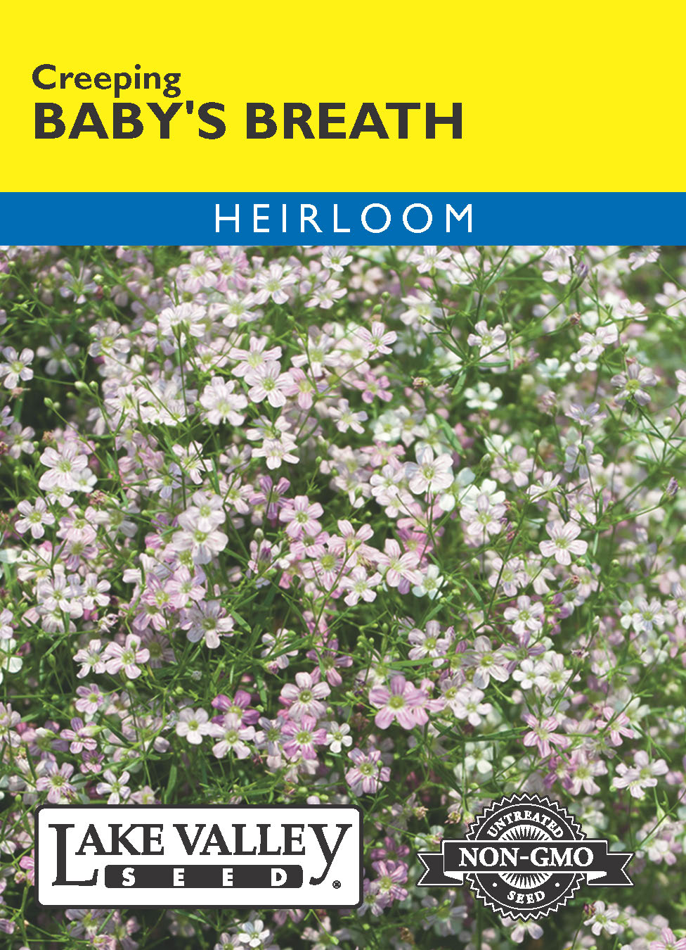 Baby's Breath Creeping - Item #443