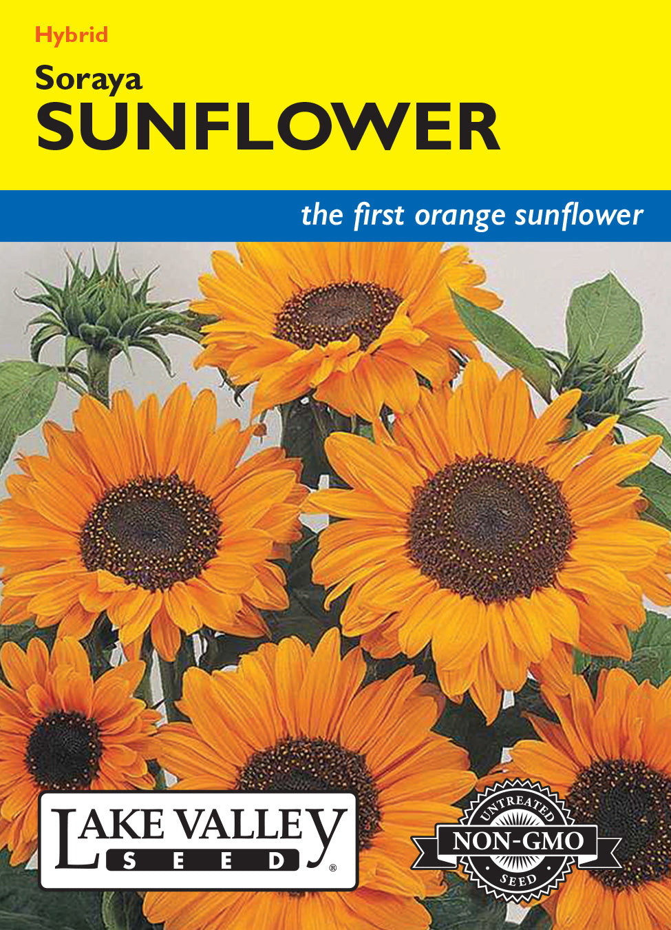 Sunflower Soraya Hybrid - Item #4496
