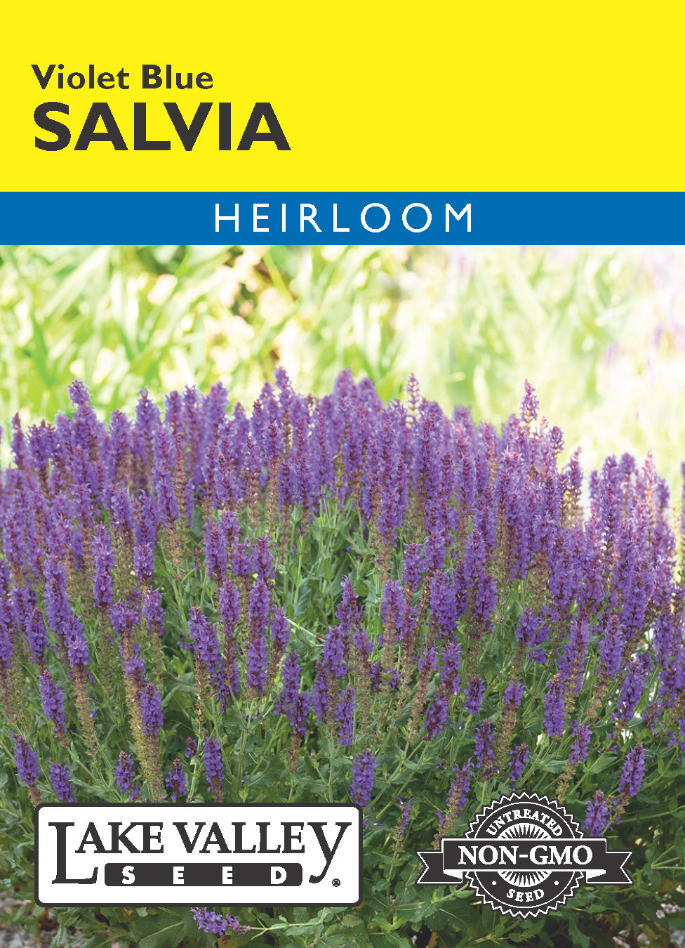 Salvia Violet-Blue - Item #459