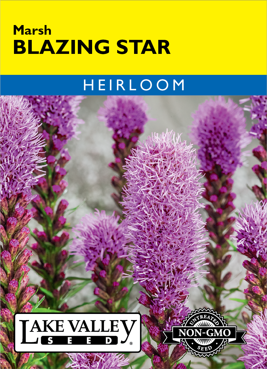 Blazing Star - Item #4619