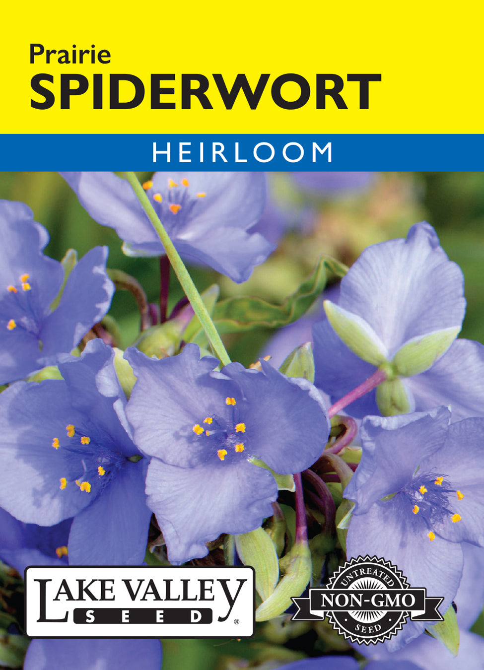 Spiderwort Prairie - Item #4681