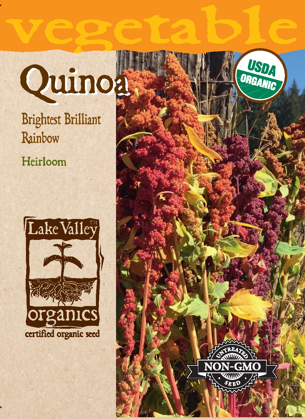 Quinoa Brightest Brilliant Rainbow - Item #4730