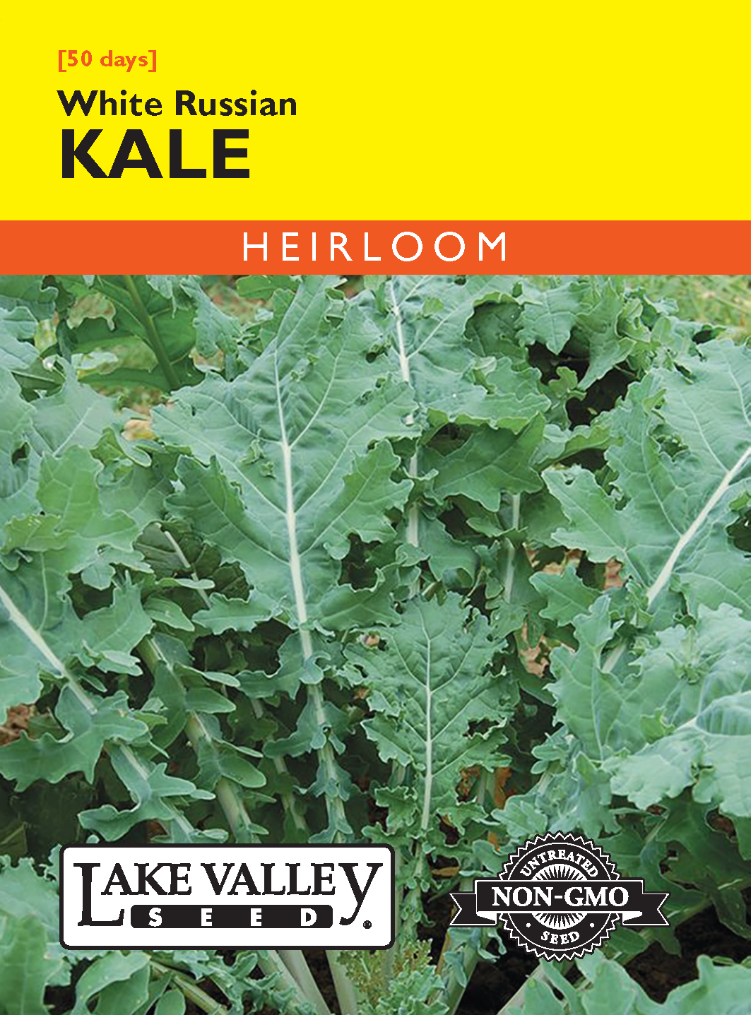Kale White Russian- Item #4737