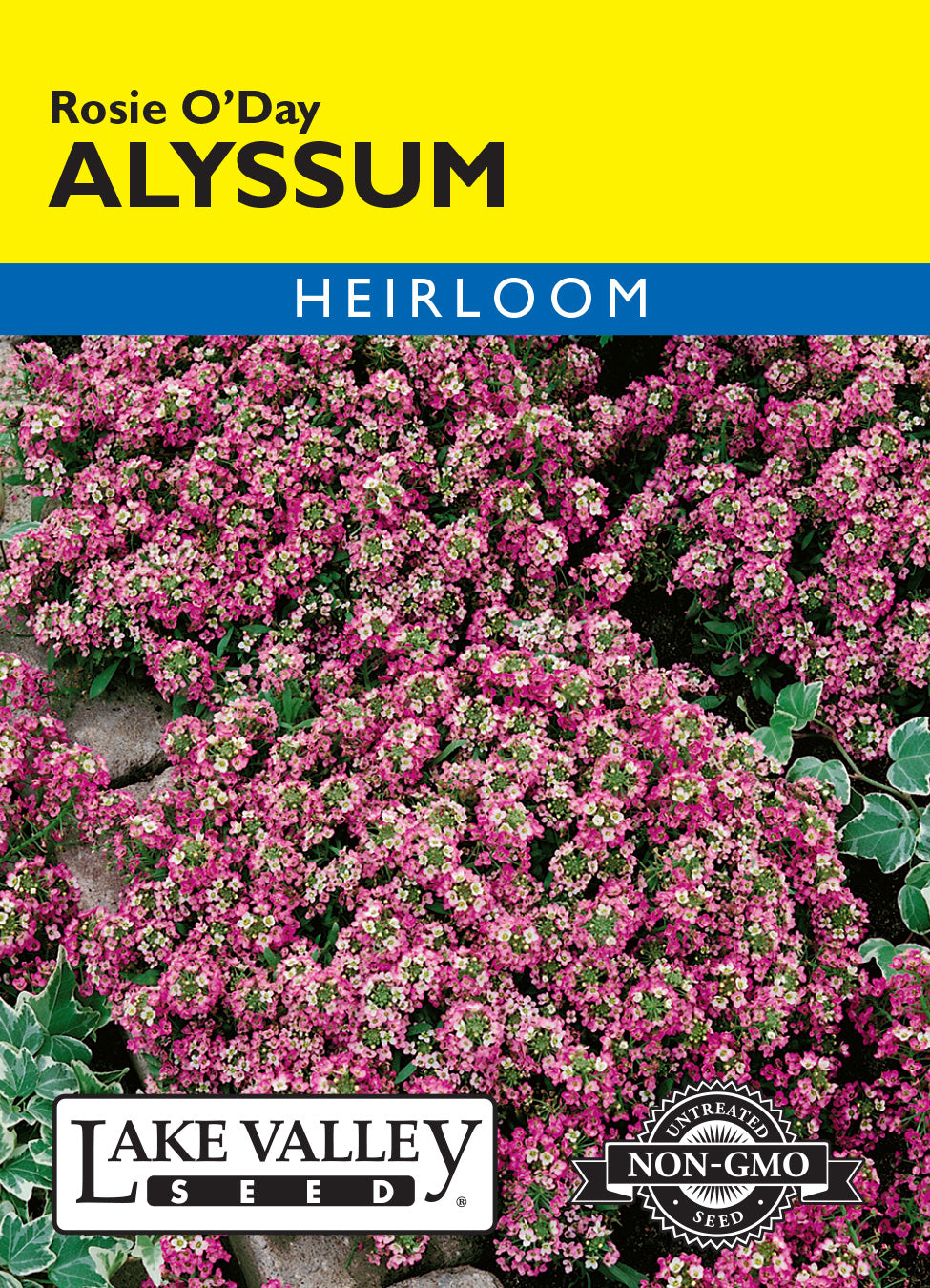 Alyssum Rosie O'Day - Item #6