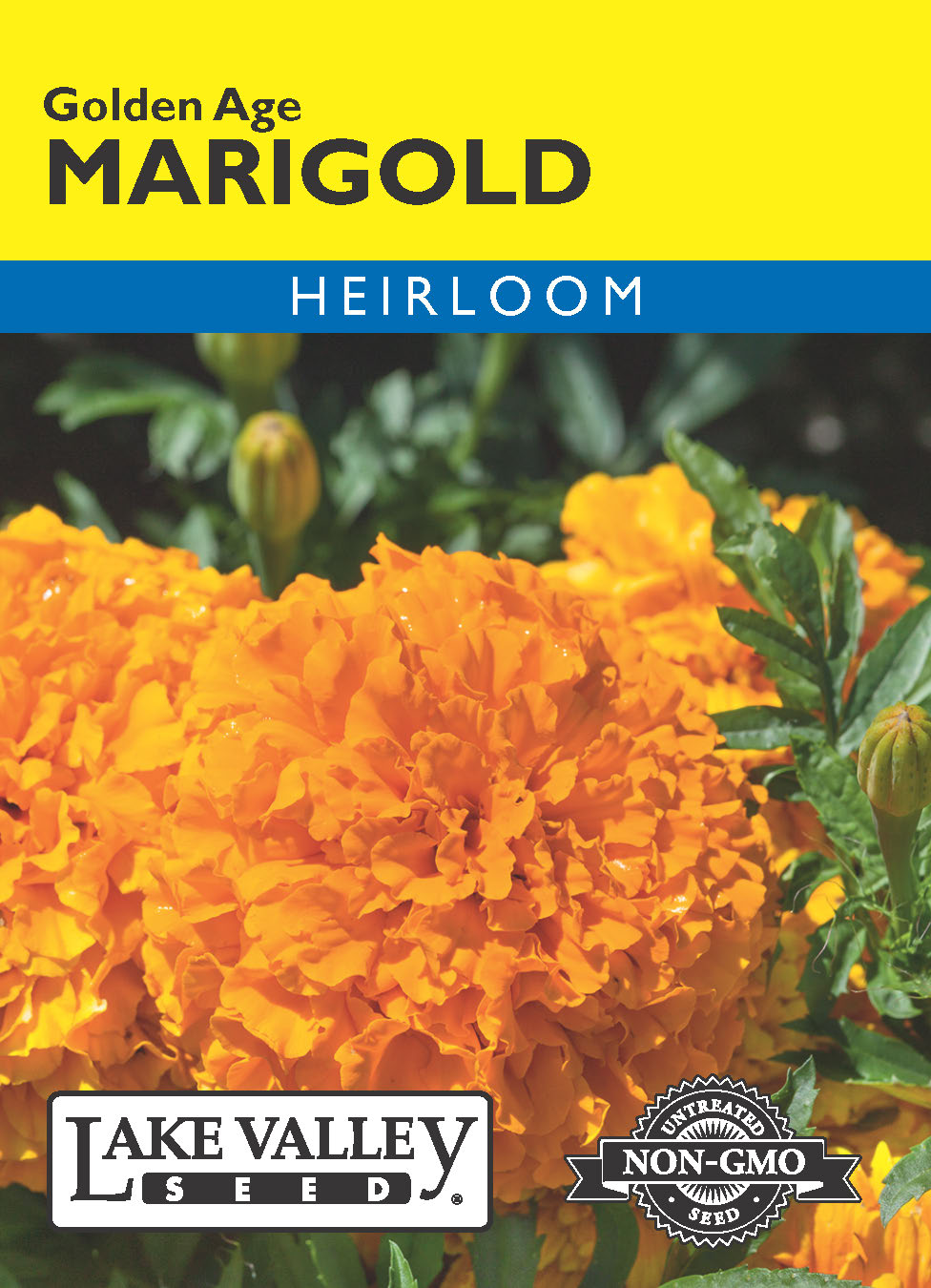 Marigold Golden Age Light Orange - Item #612