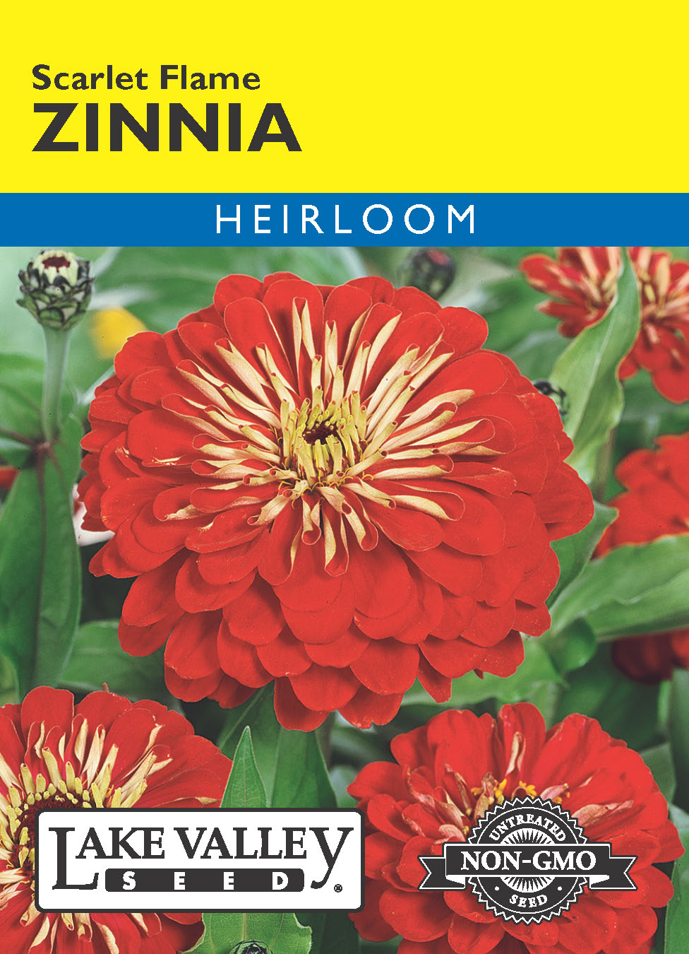 Zinnia Scarlet Flame - Item #616