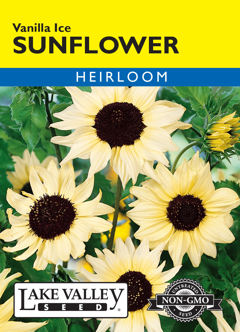 Sunflower Vanilla Ice - Item #638