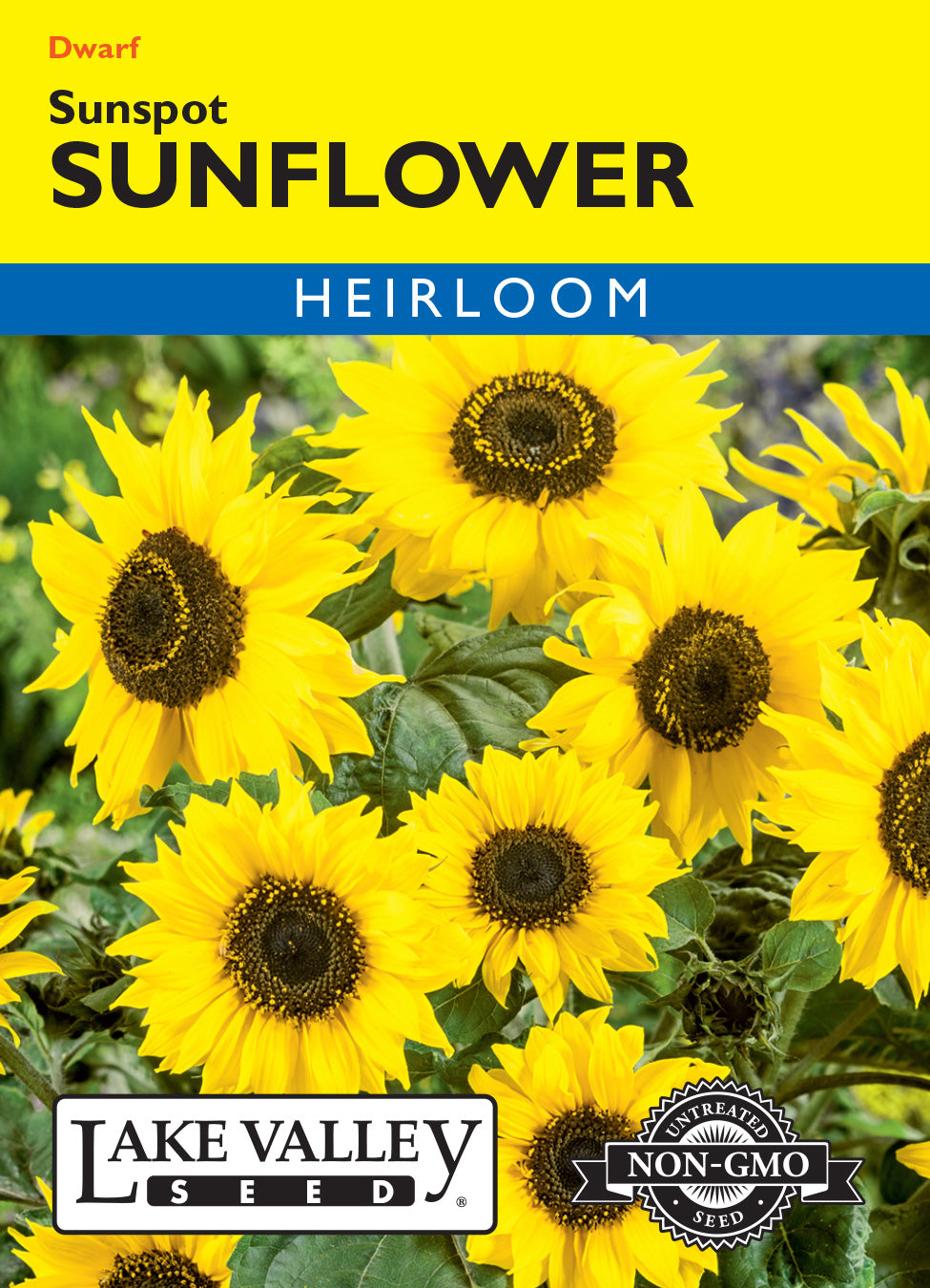 Sunflower Sunspot Dwarf - Item #640