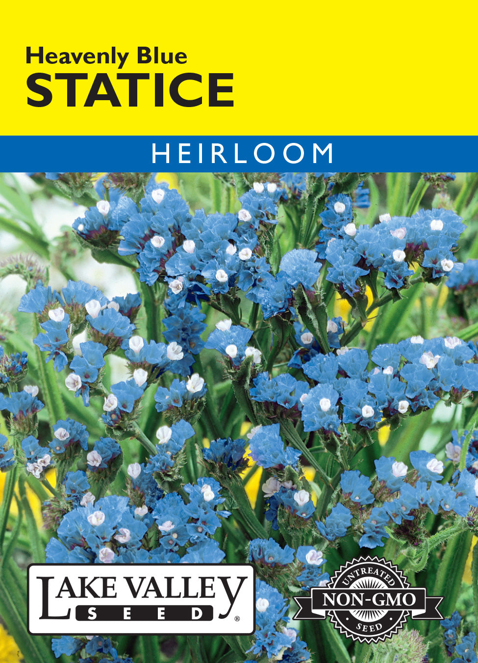 Statice Heavenly Blue - Item #679