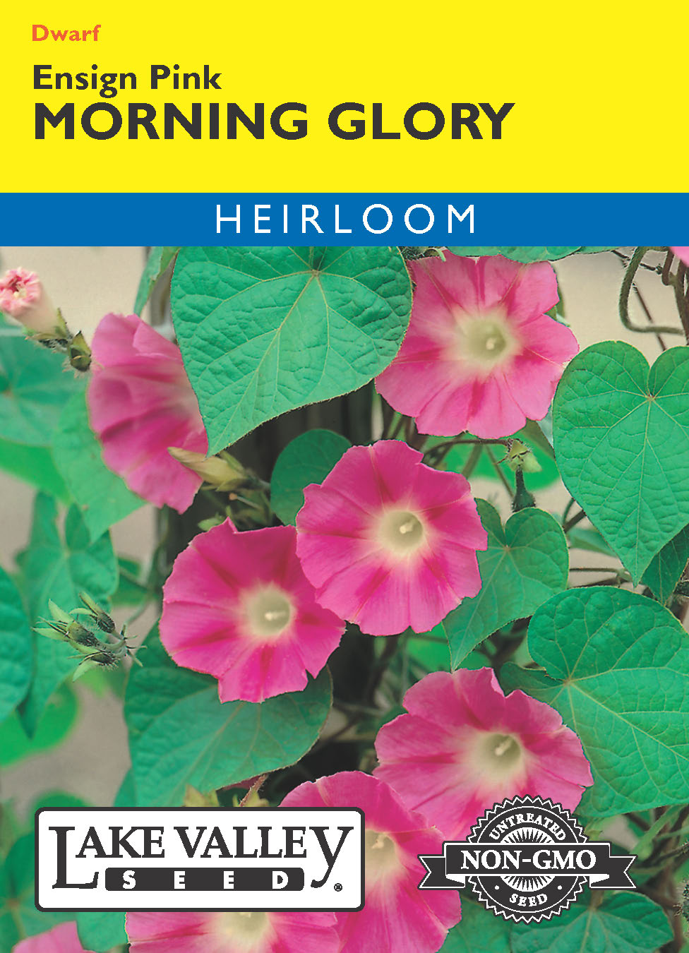 Morning Glory Ensign Pink - Item #682