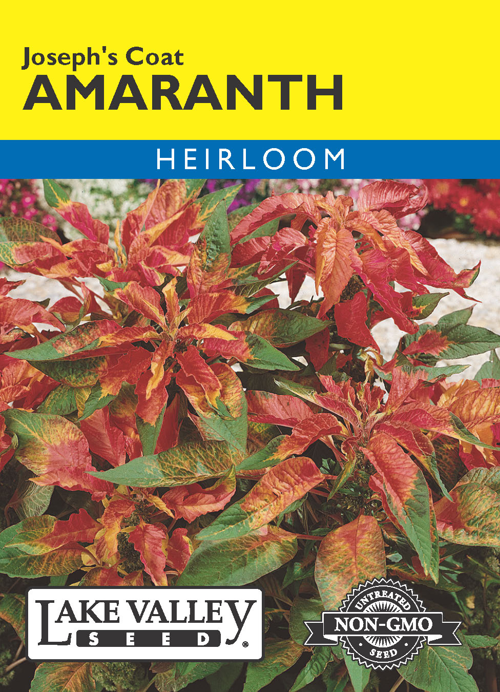 Amaranthus Joseph's Coat - Item #689