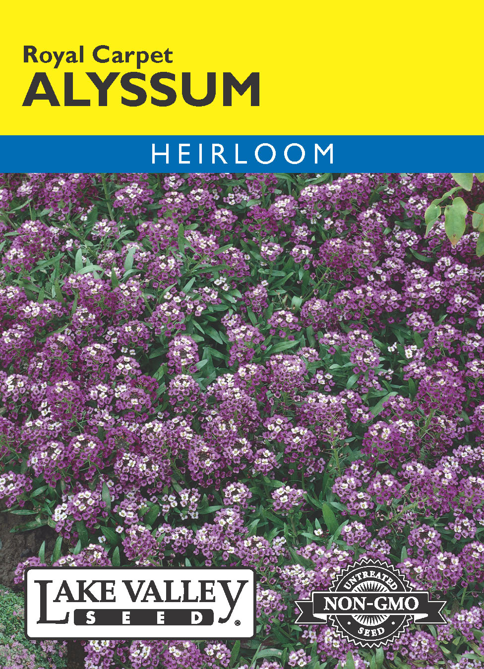 Alyssum Royal Carpet - Item #7