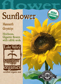 Sunflower Mammoth Greystripe - Item #887