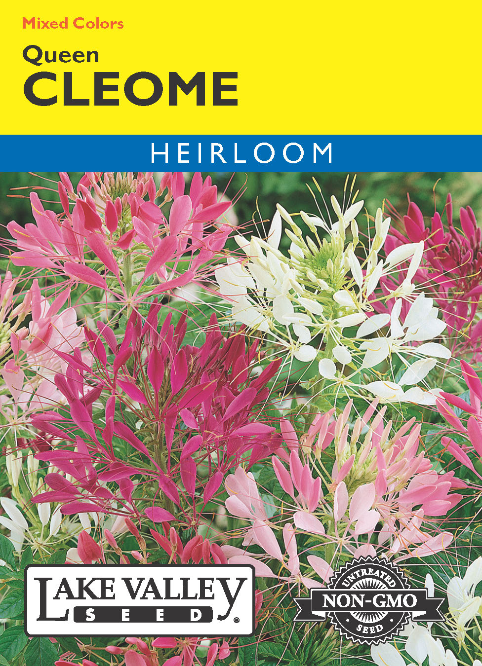 Cleome Queen Mixed Colors - Item #94